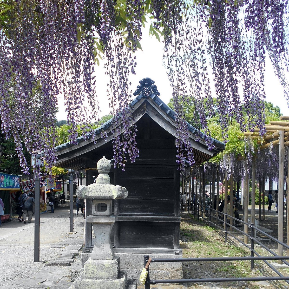 🌸 구로키 등나무(구로키노후지) 이미지 5